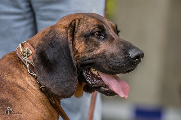 BALU vom Forsthaus Wuppgarten